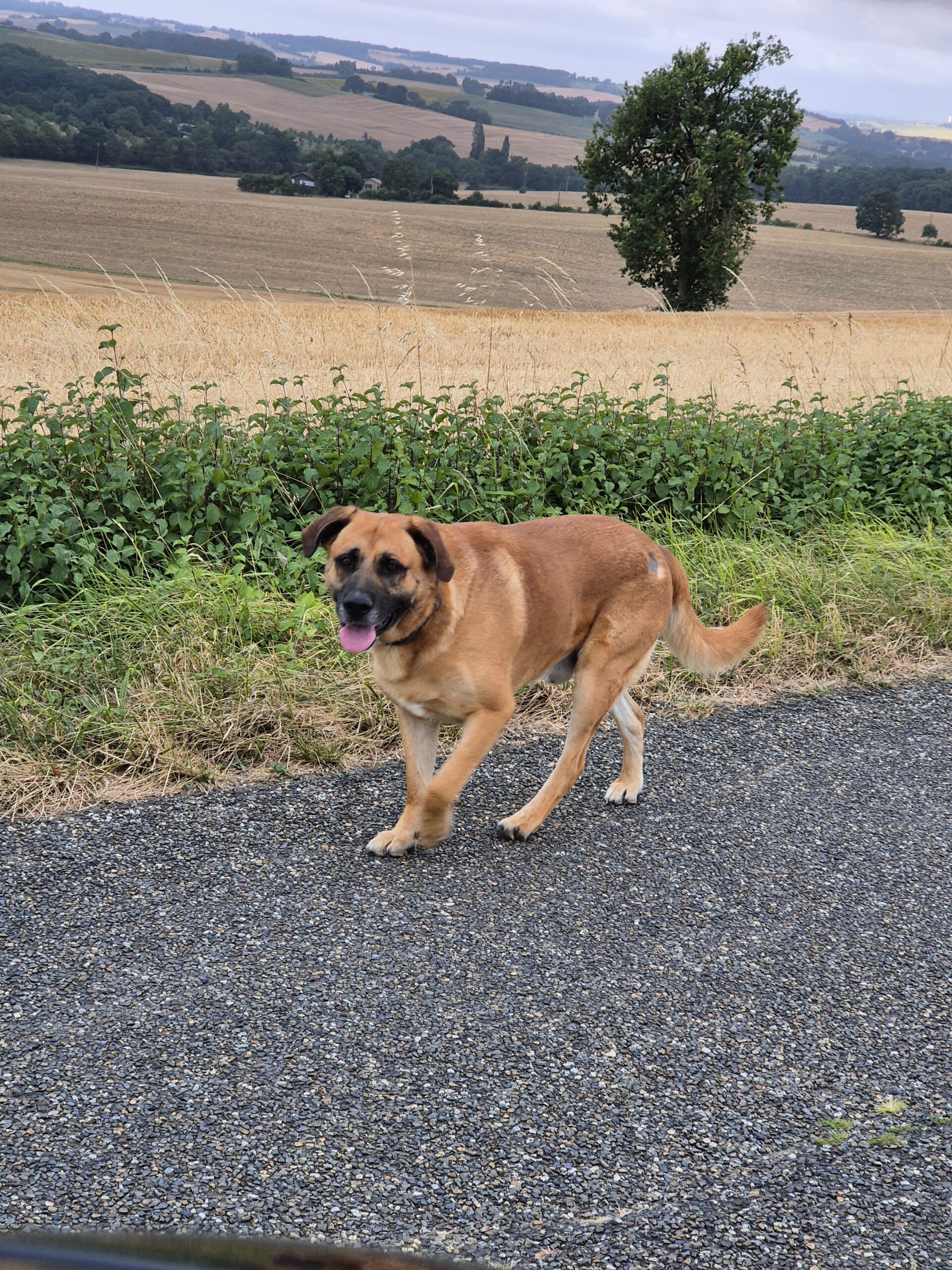 chien_perdu_juil2025