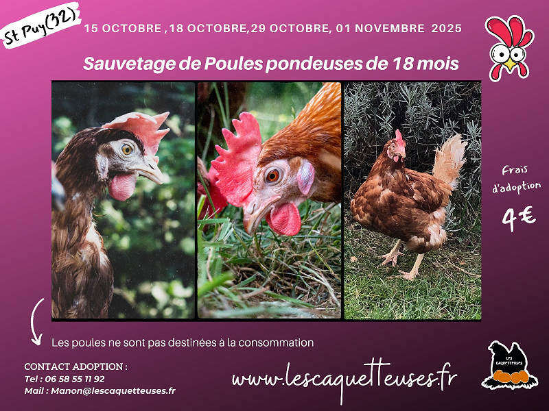 caquetteuses_oct2025