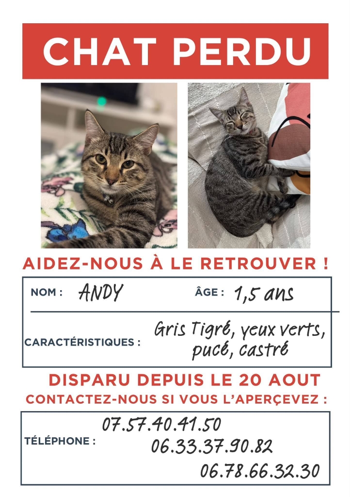 chat_aout_2026