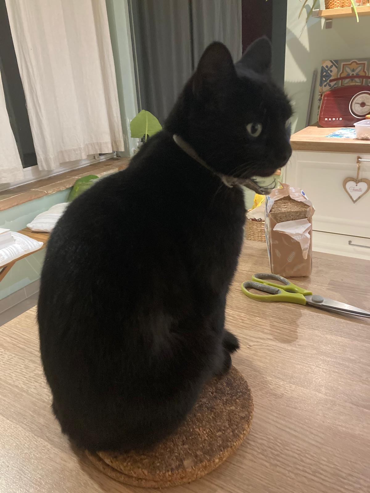 chat_perdu_sept2026