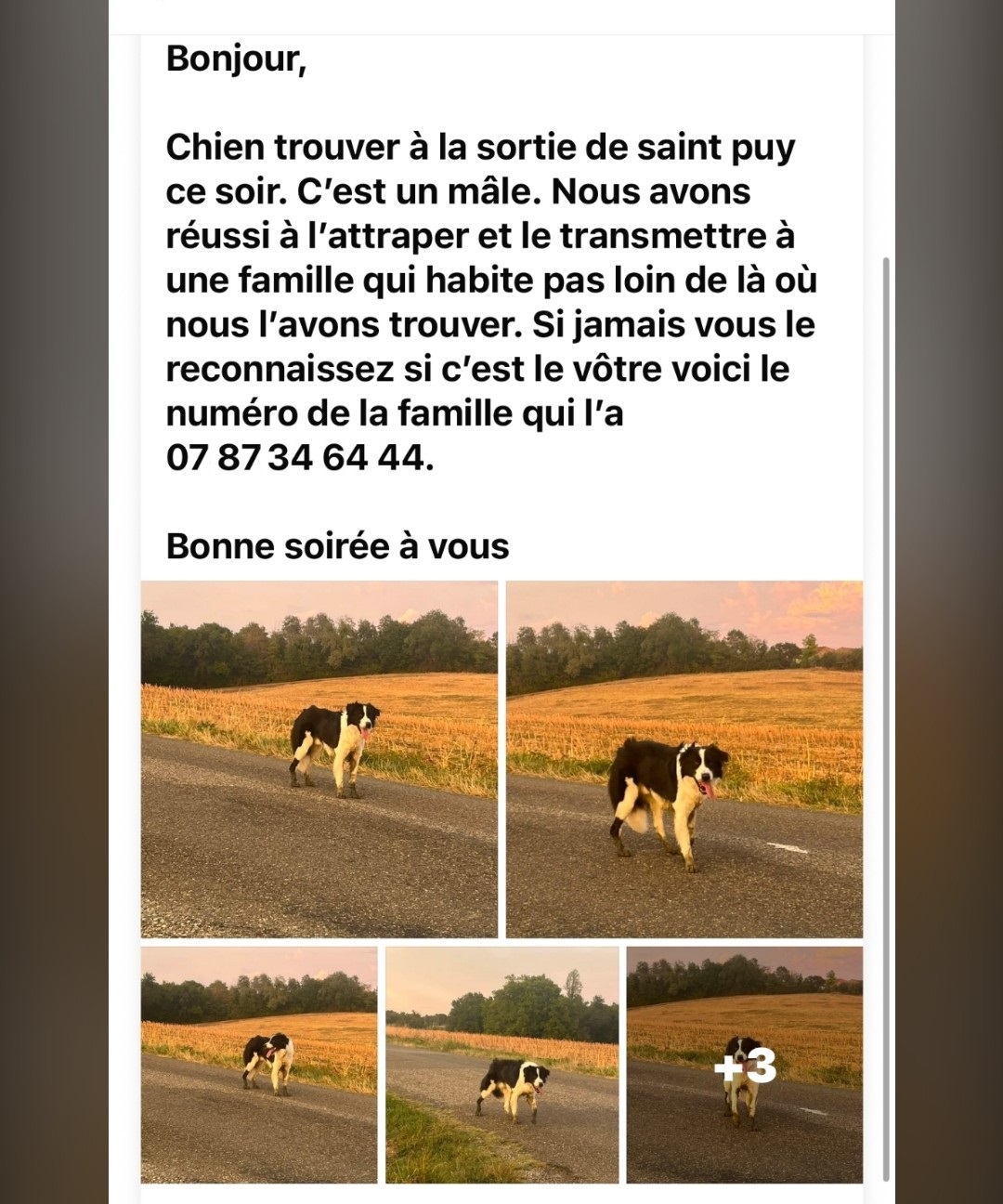 chien_trouve_sept2026